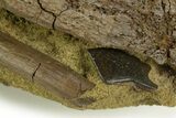 Dinosaur Tendons, Bone, and Gar Scale in Sandstone - Wyoming #377762-6